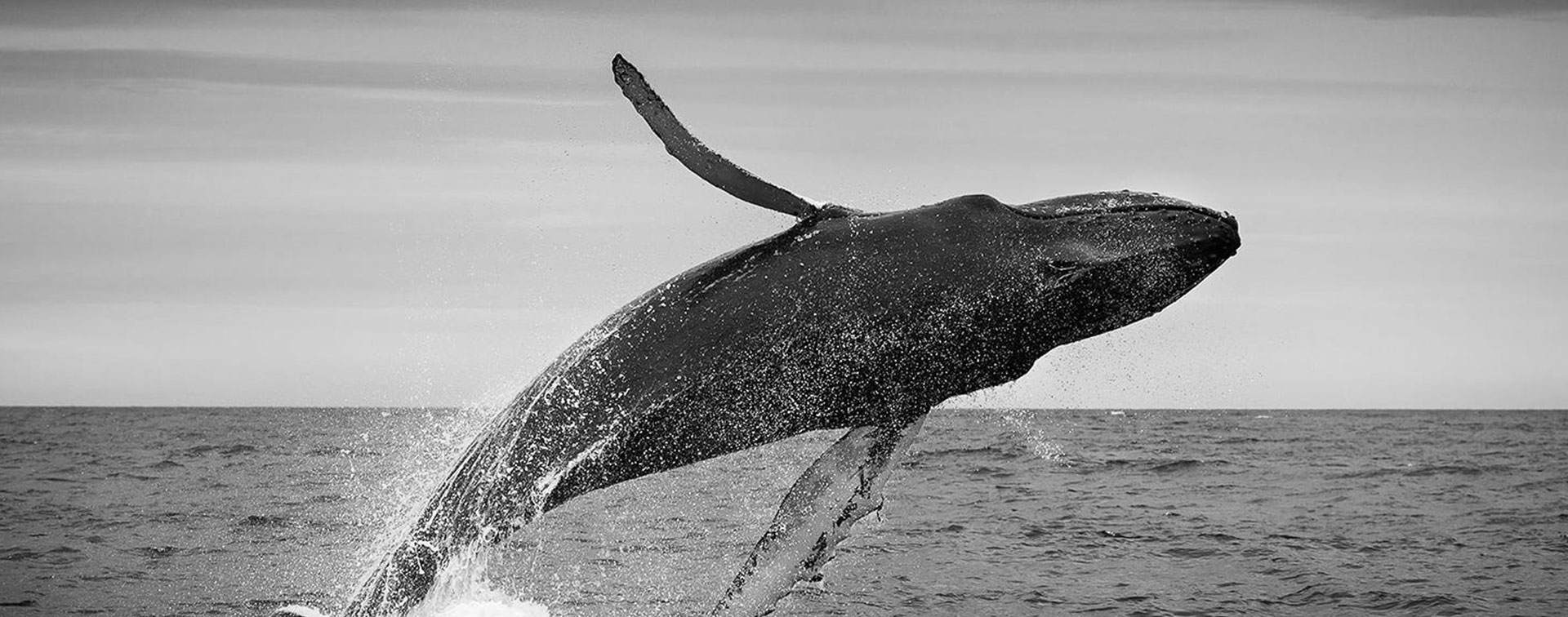 Whale art