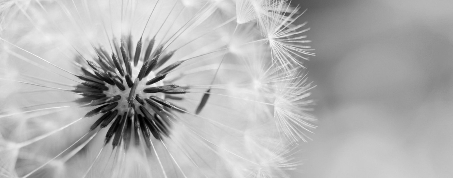 MusicBox Dandelion